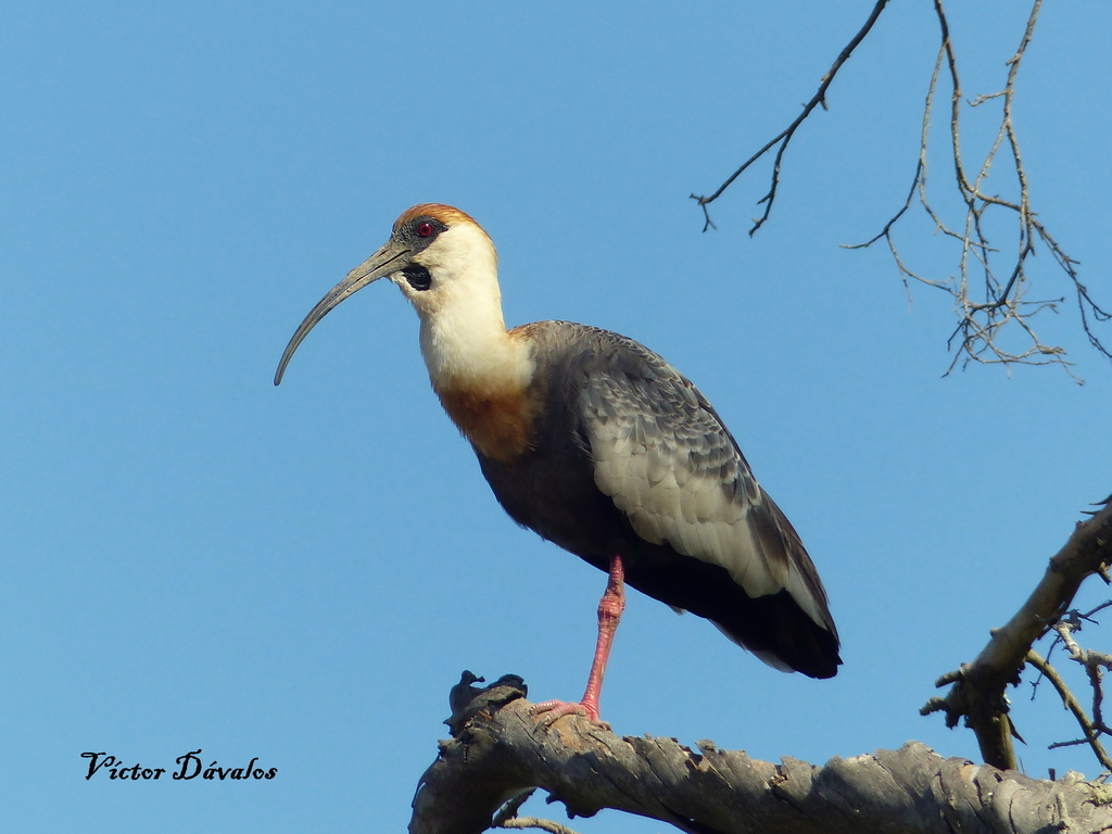 Bandurria común (Theristicus caudatus)
