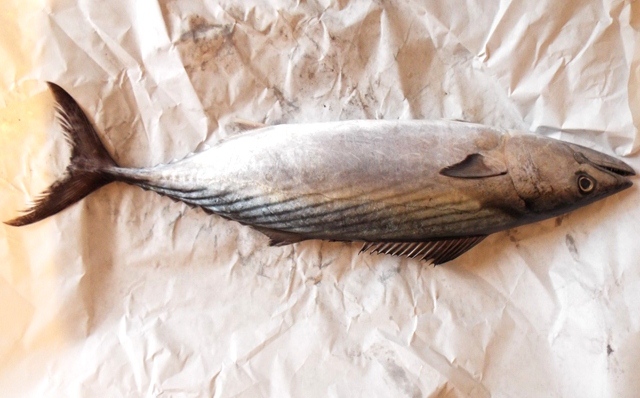 Bonito (Sarda sarda)