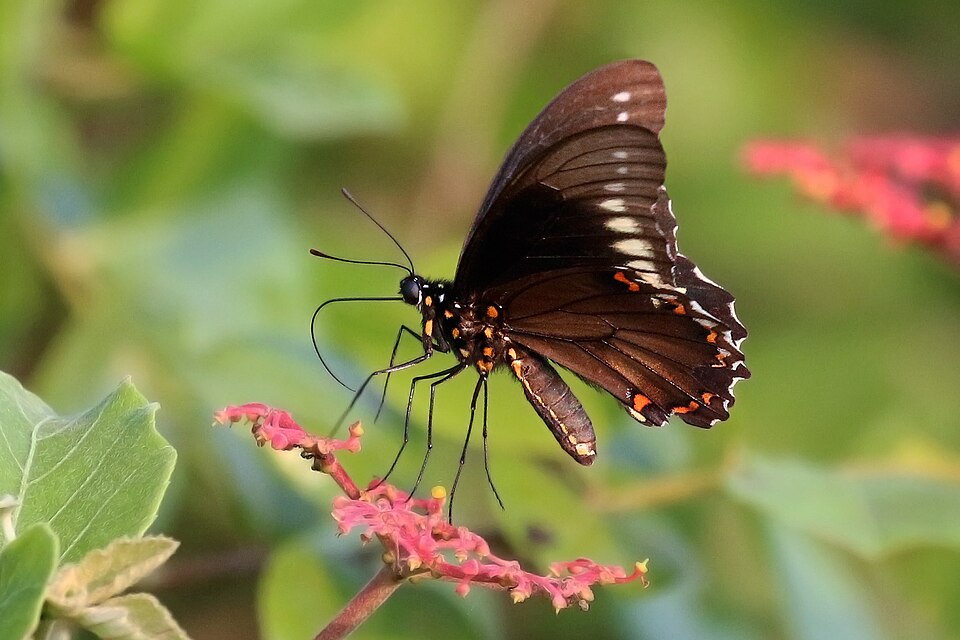 Borde de oro (Battus polydamas)