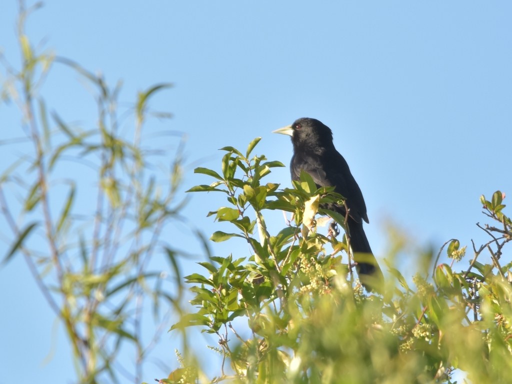Boyero negro (Cacicus solitarius)
