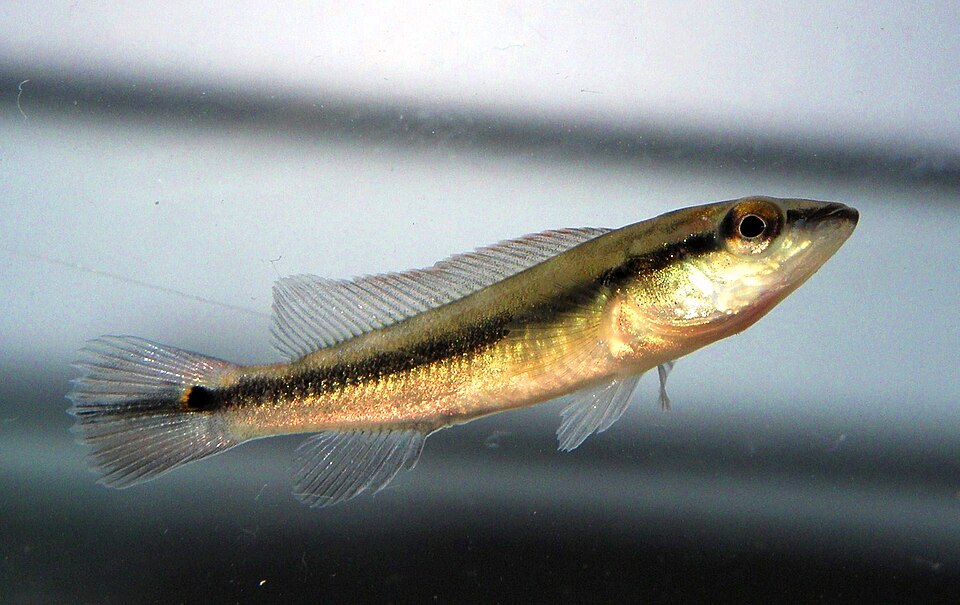 Cabeza amarga (Crenicichla scottii)