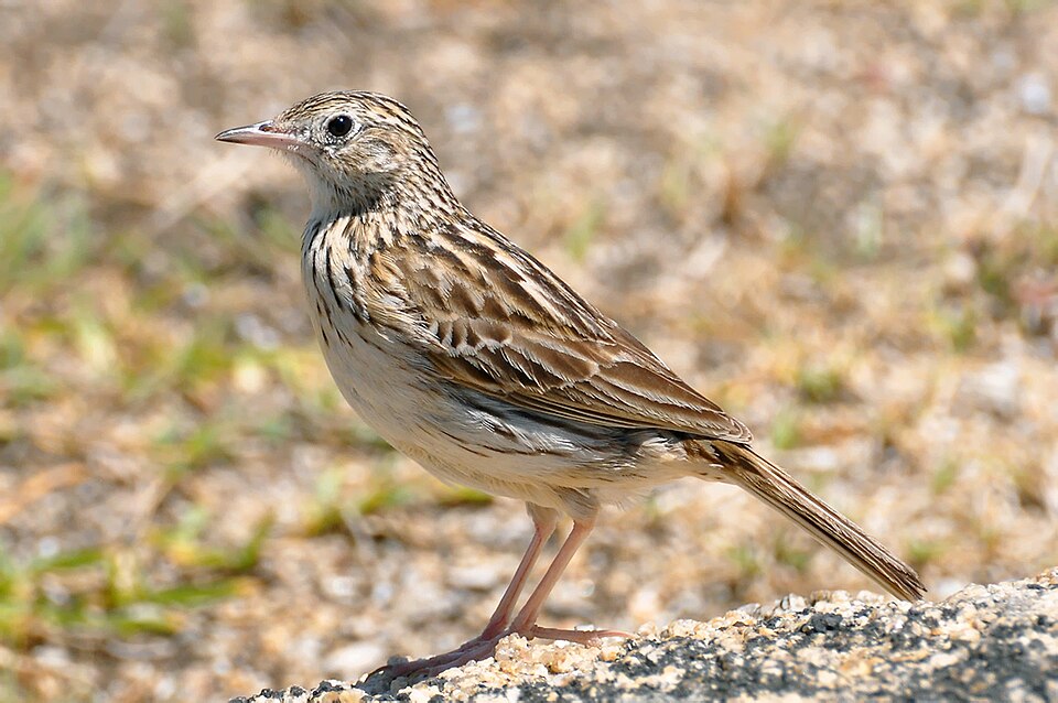 Cachirla común (Anthus correndera)