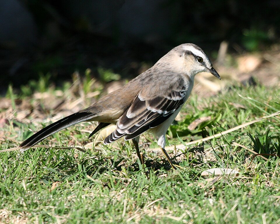 Calandria común (Mimus saturninus)