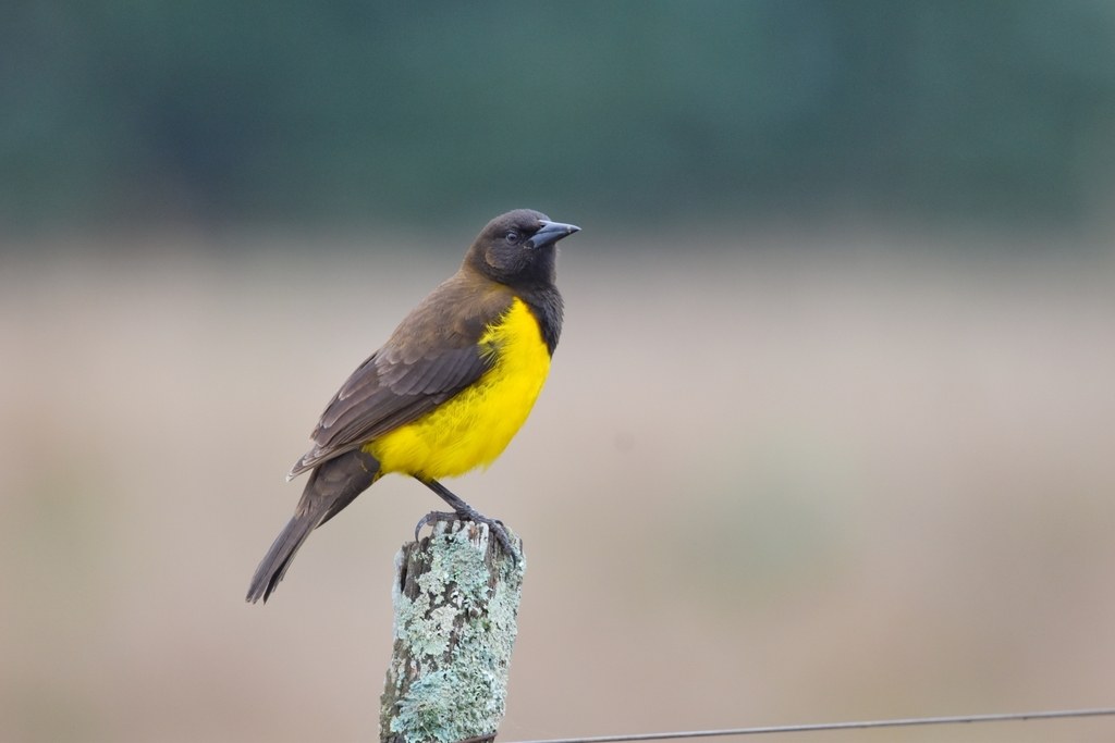 Canario de la sierra (Pseudoleistes guirahuro)