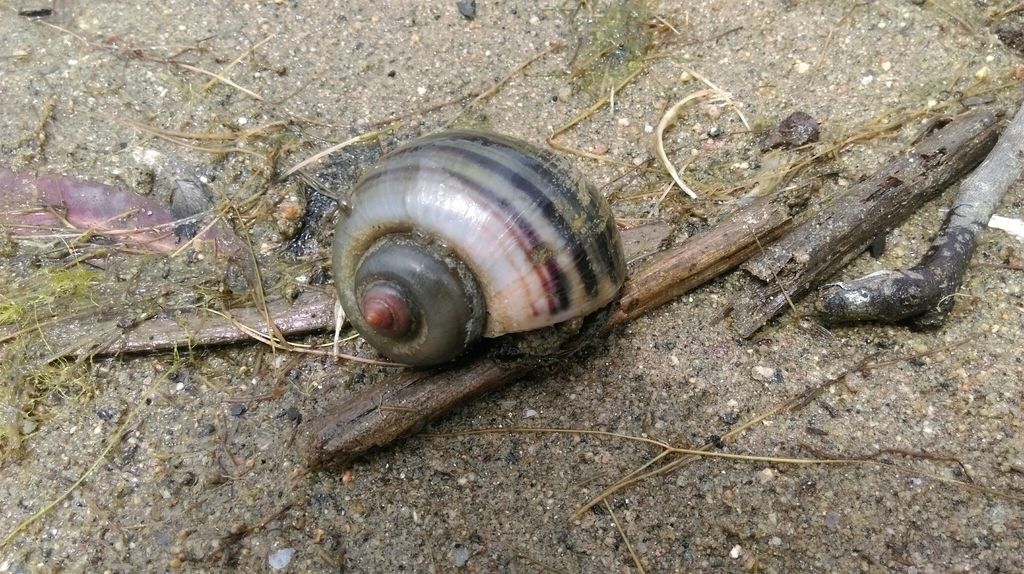 Caracol manzana