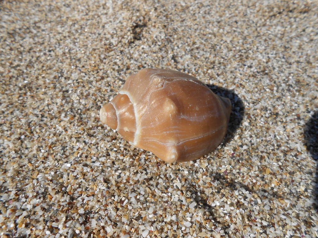 Caracol negro