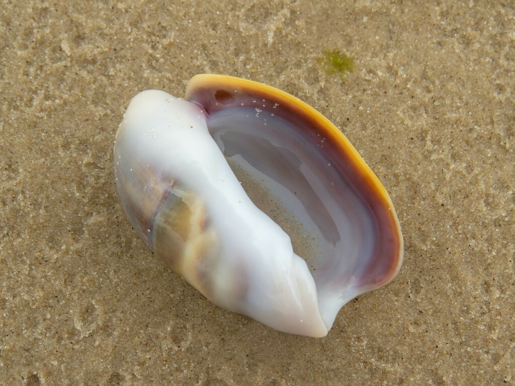 Caracol oliva