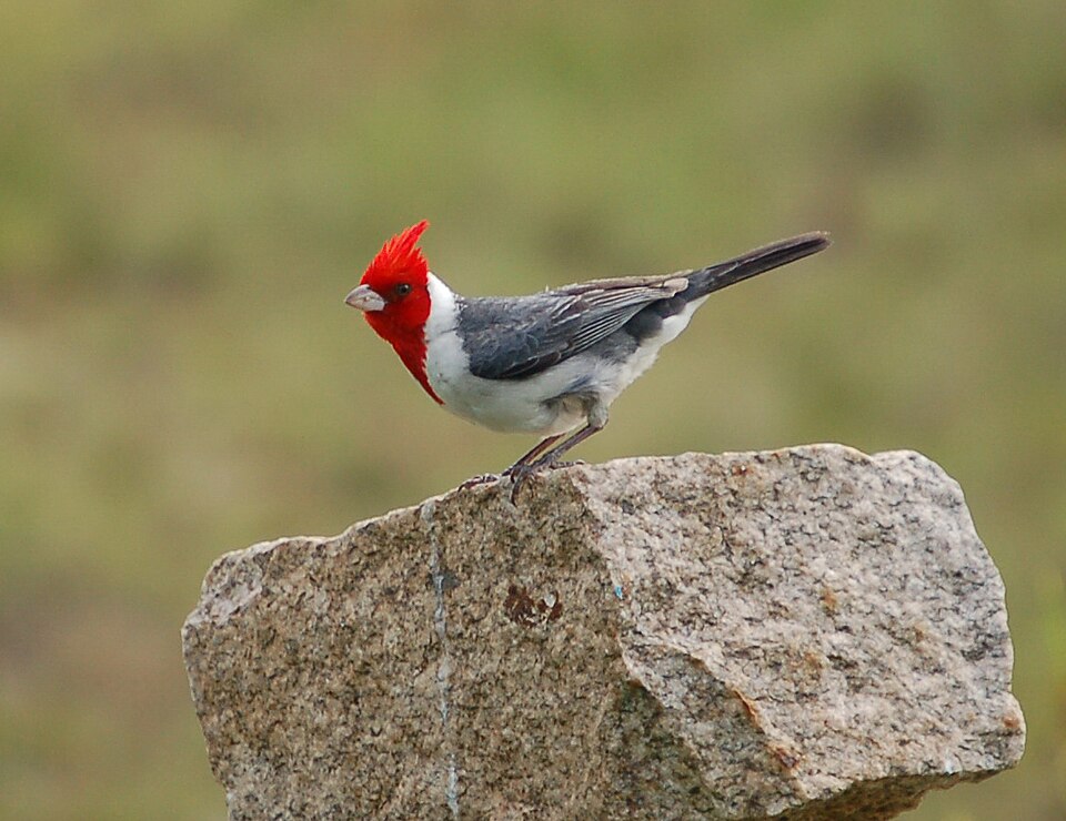 Cardenal copete rojo