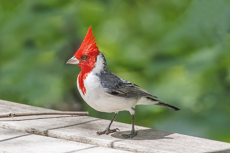 Cardenal copete rojo: otra fotografía