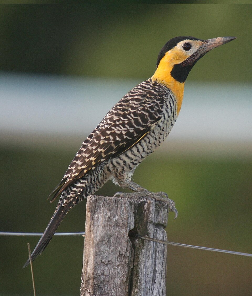Carpintero de campo (Colaptes campestris)