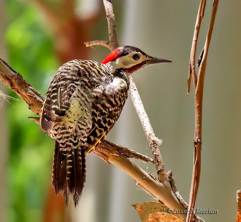 Carpintero nuca roja (Colaptes melanochloros)