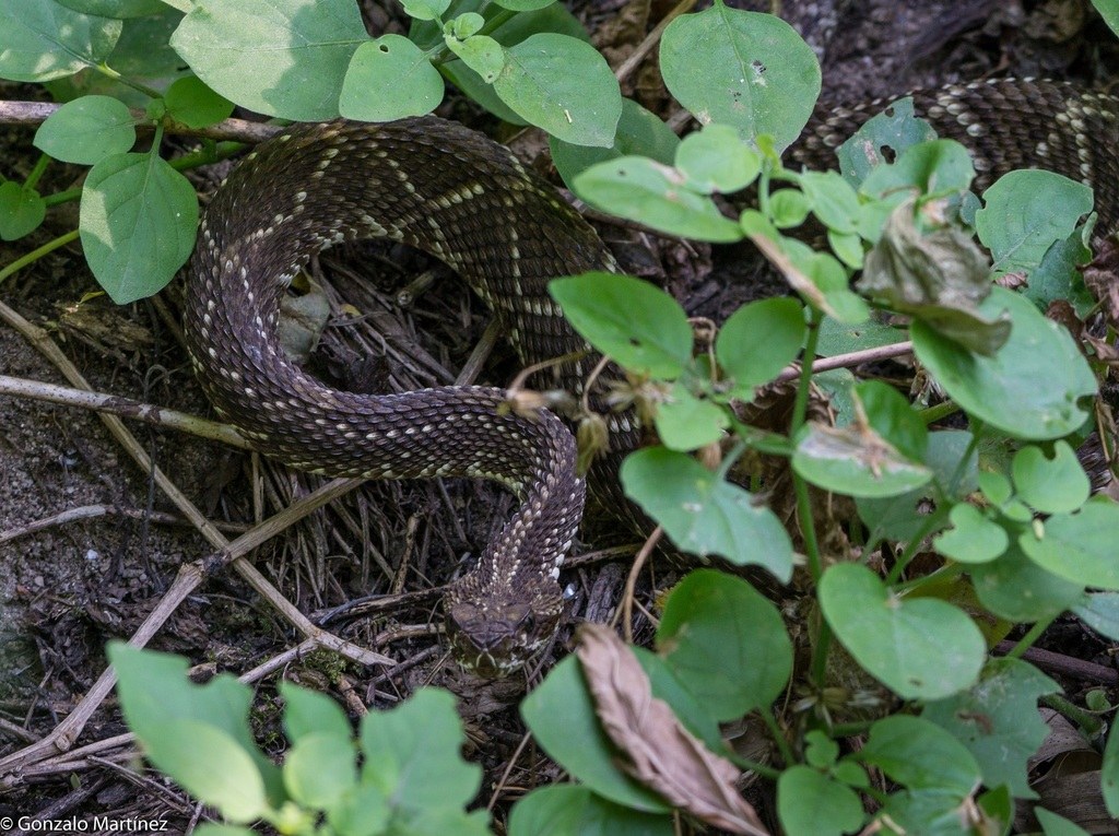 Cascabel
