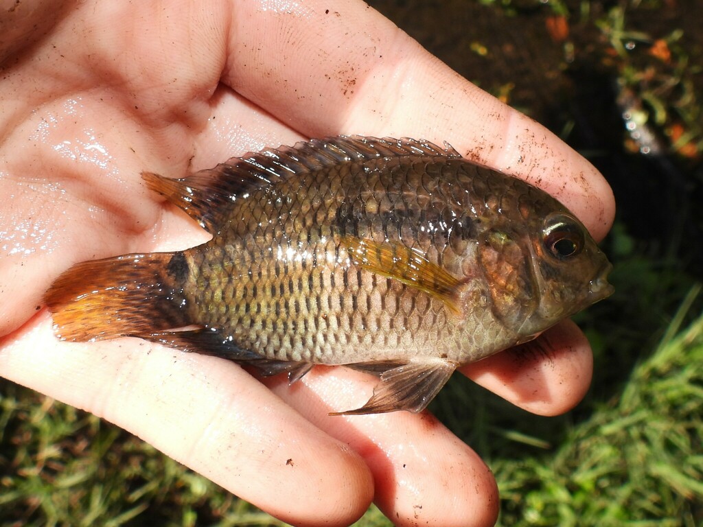 Castañeta (Cichlasoma dimerus)