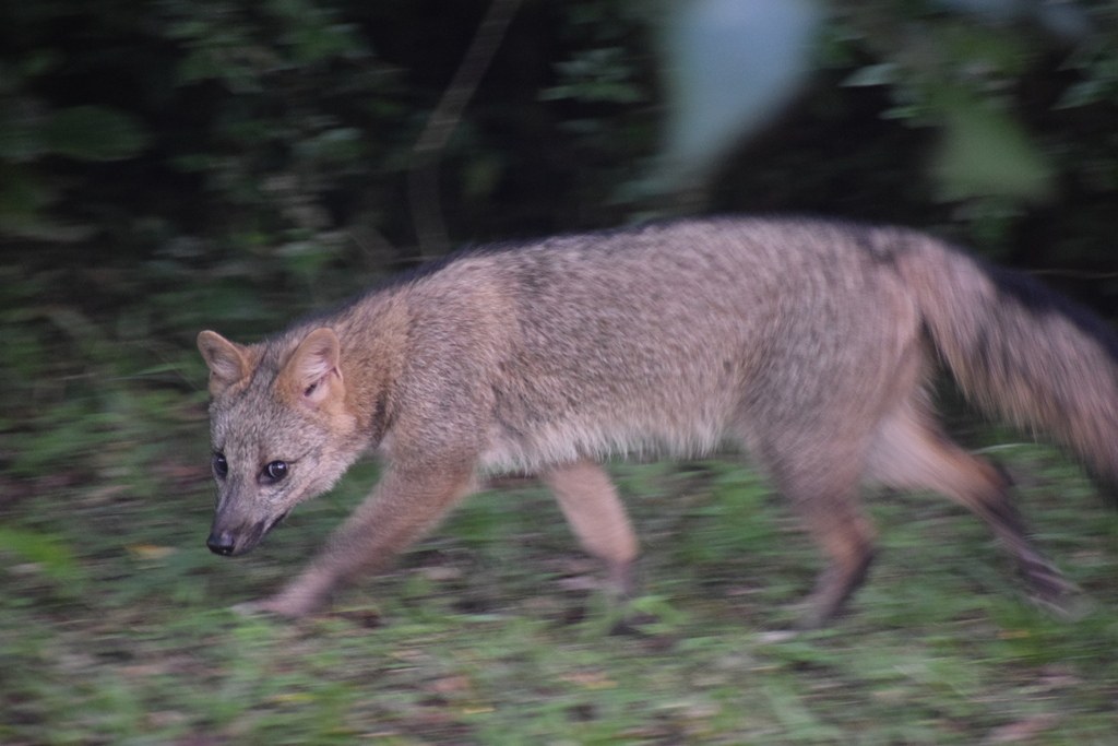 Zorro de monte