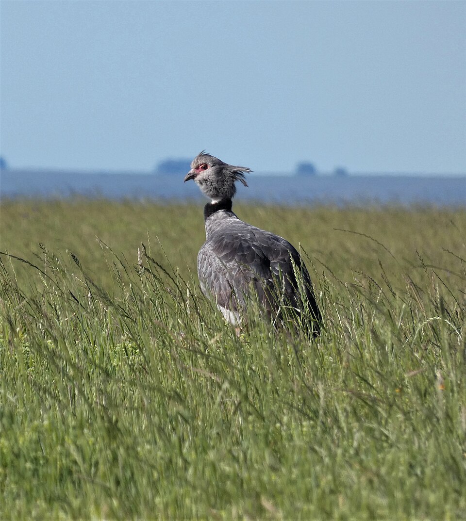 Chajá (Chauna torquata)