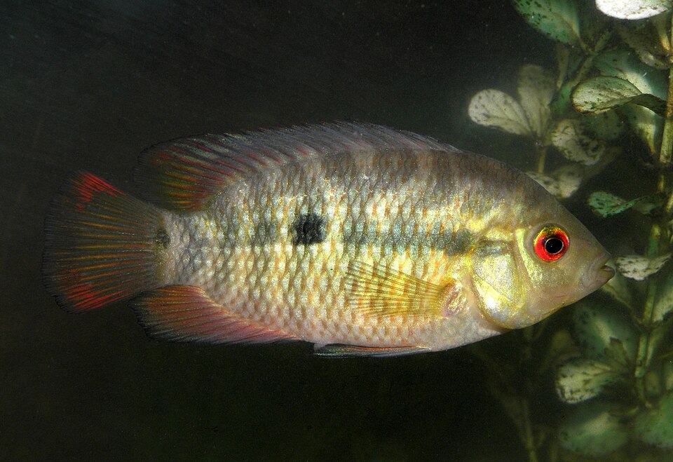 Chanchita (Australoheros facetus)
