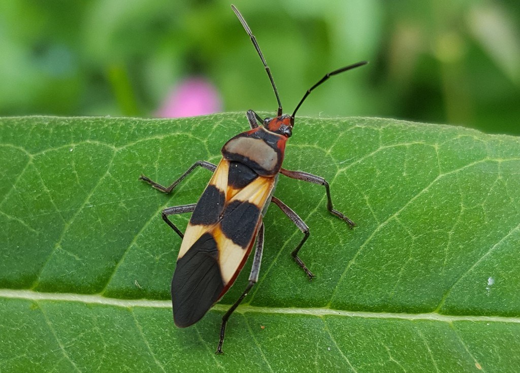 Chinche de las asclepias (Oncopeltus unifasciatellus)