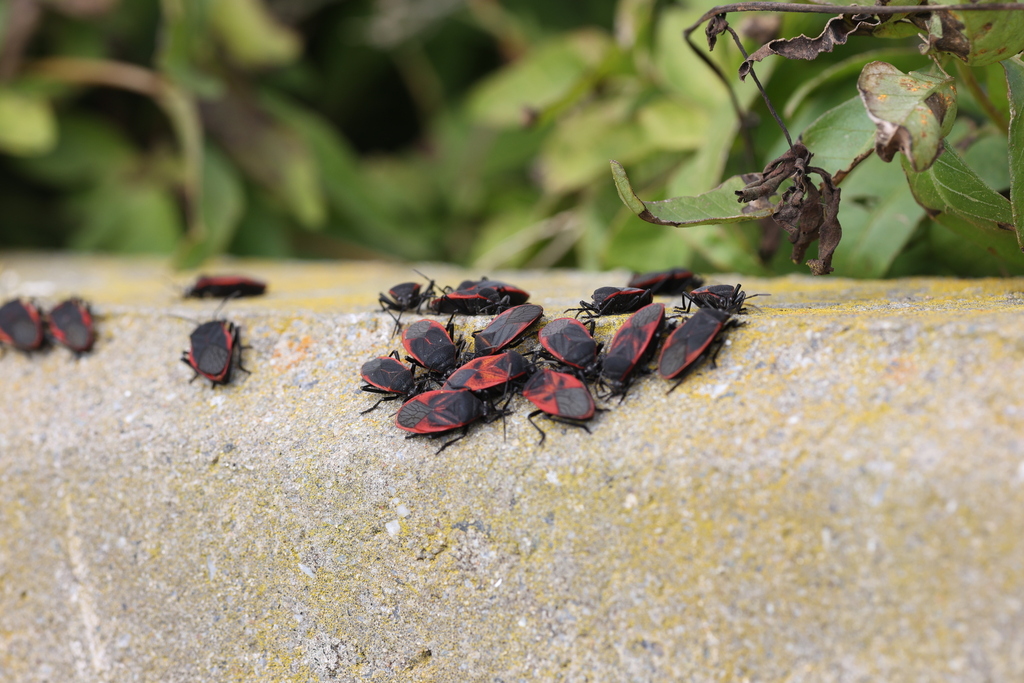 Chinche Largus rufipennis (Largus rufipennis)