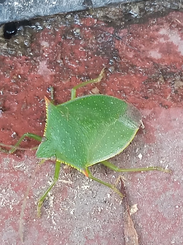 Chinche Loxa deducta (Loxa deducta)