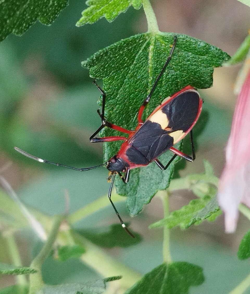 Chinche tricolor (Dysdercus albofasciatus)