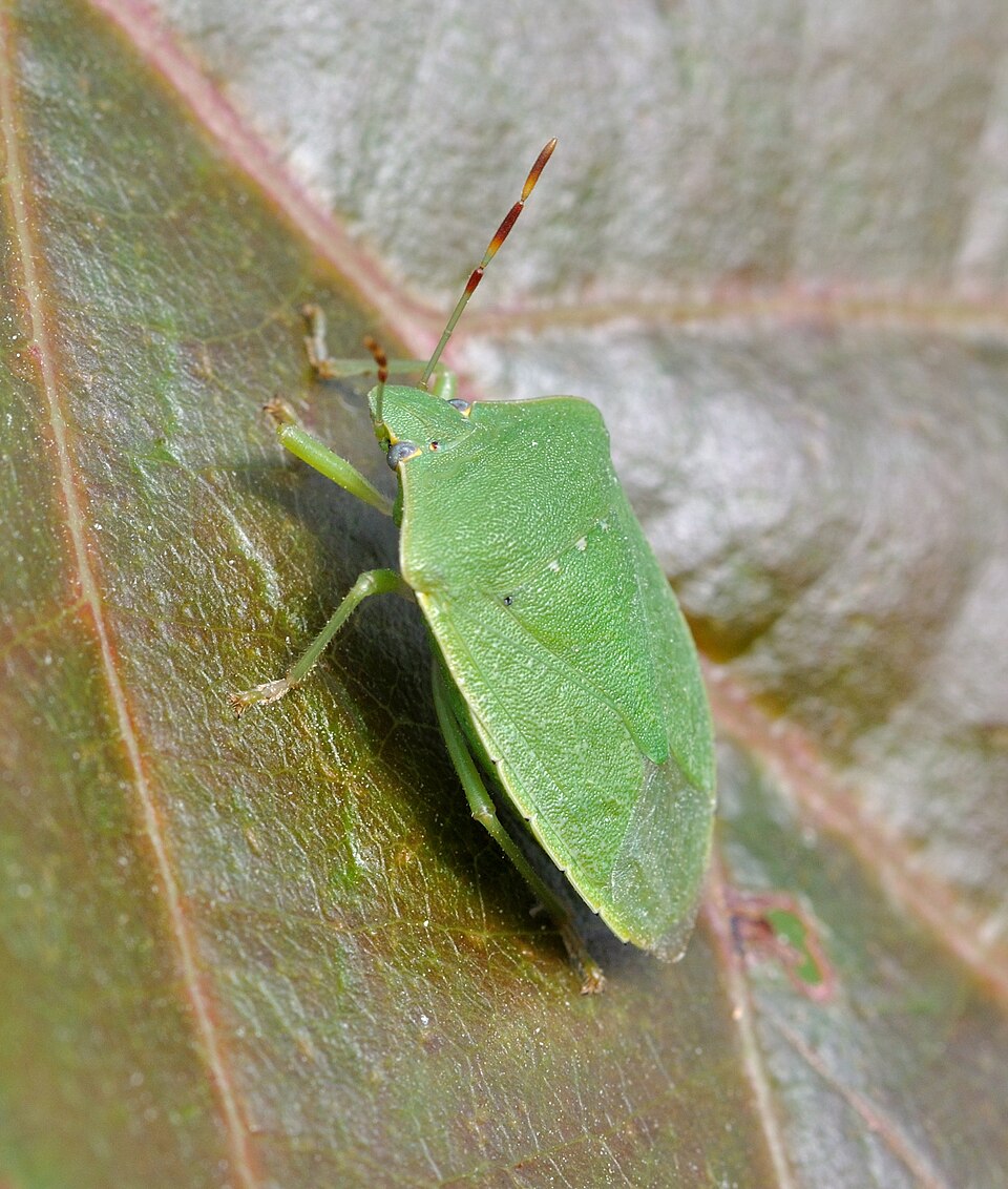 Chinche verde (Nezara viridula)