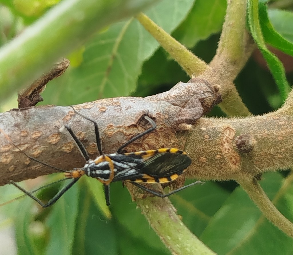 Chinche Zelus leucogrammus (Zelus leucogrammus)