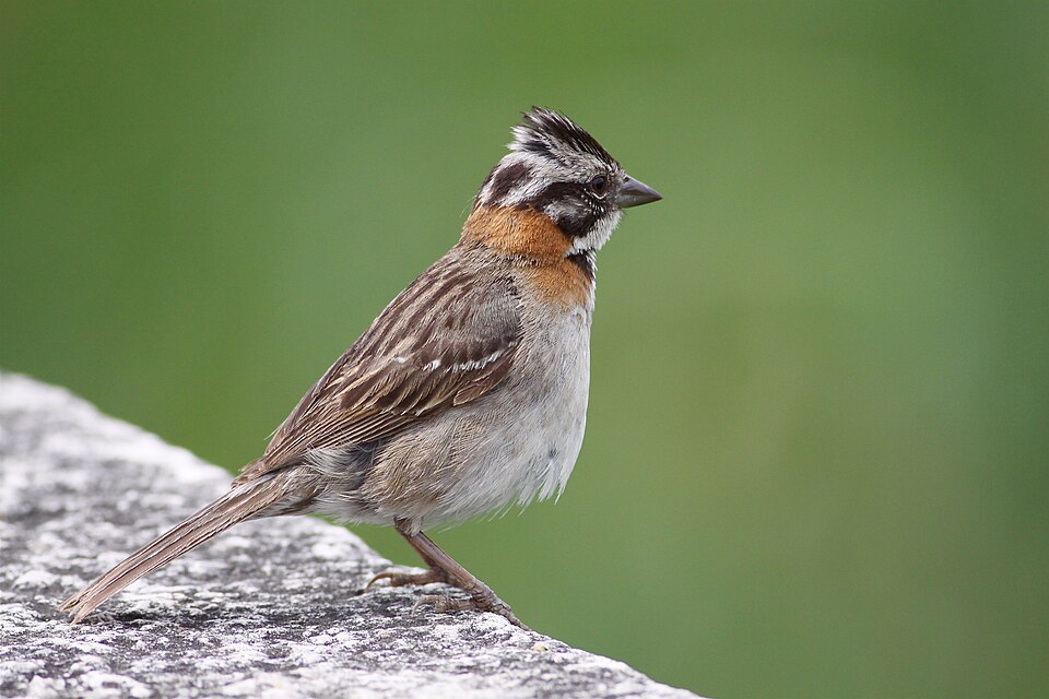 Chingolo común (Zonotrichia capensis)