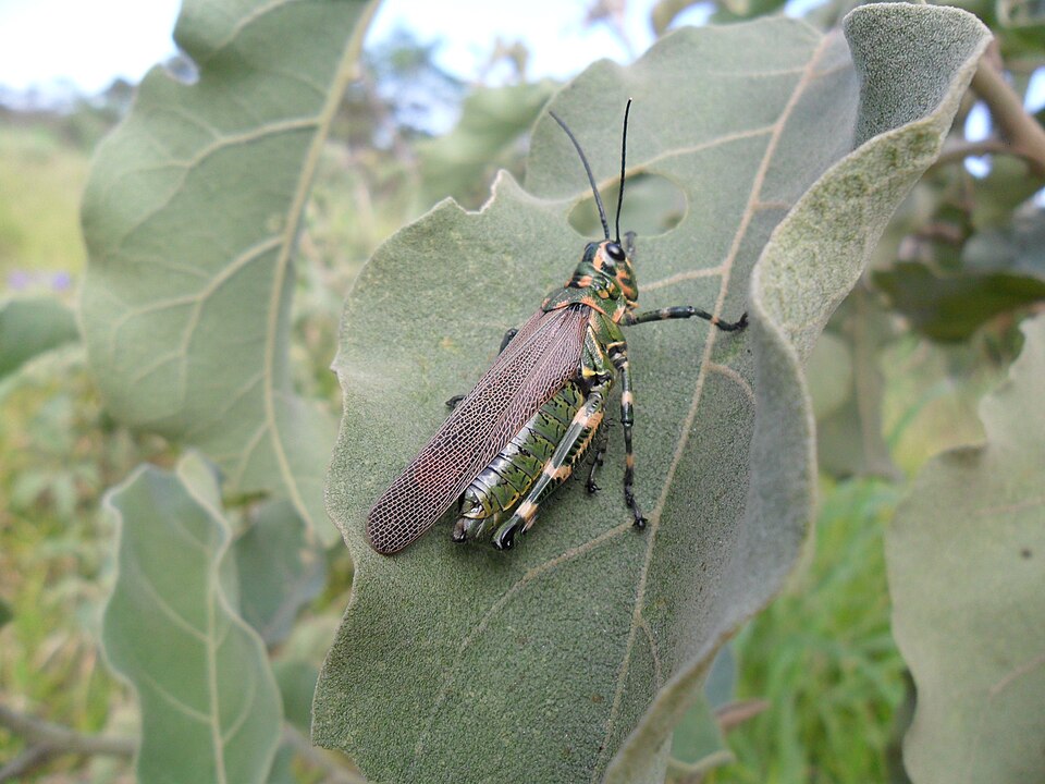 Chromacris speciosa