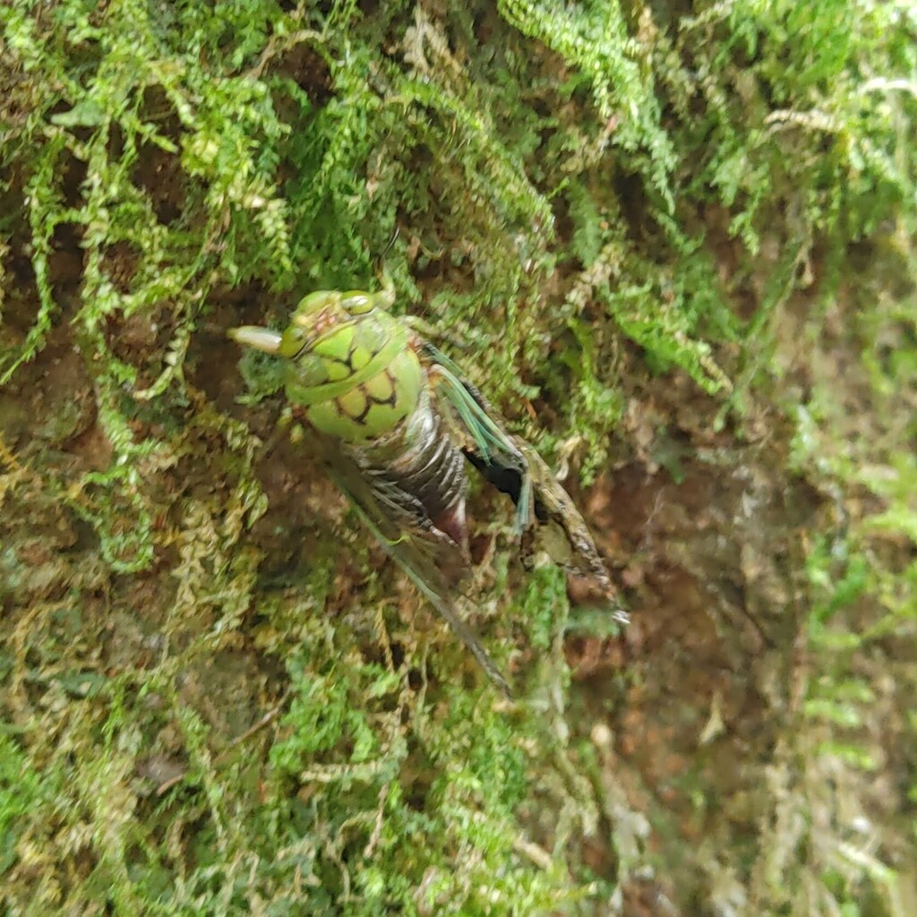 Cigarra Carineta fasciculata