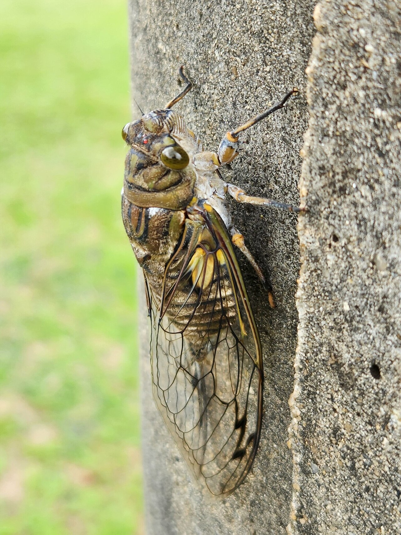 Cigarra grande (Quesada gigas)
