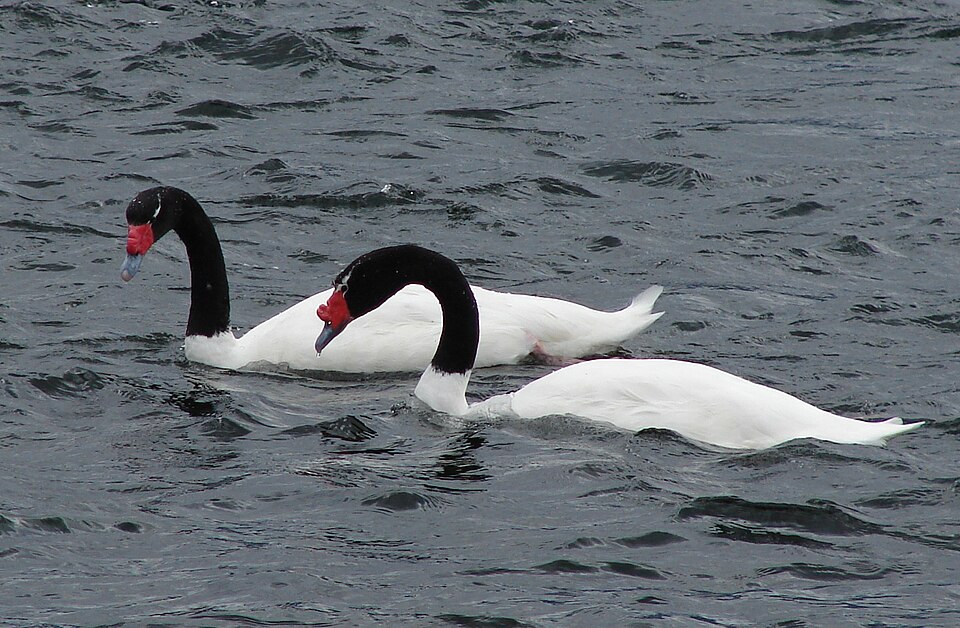 Cisne de cuello negro (Cygnus melancoryphus)