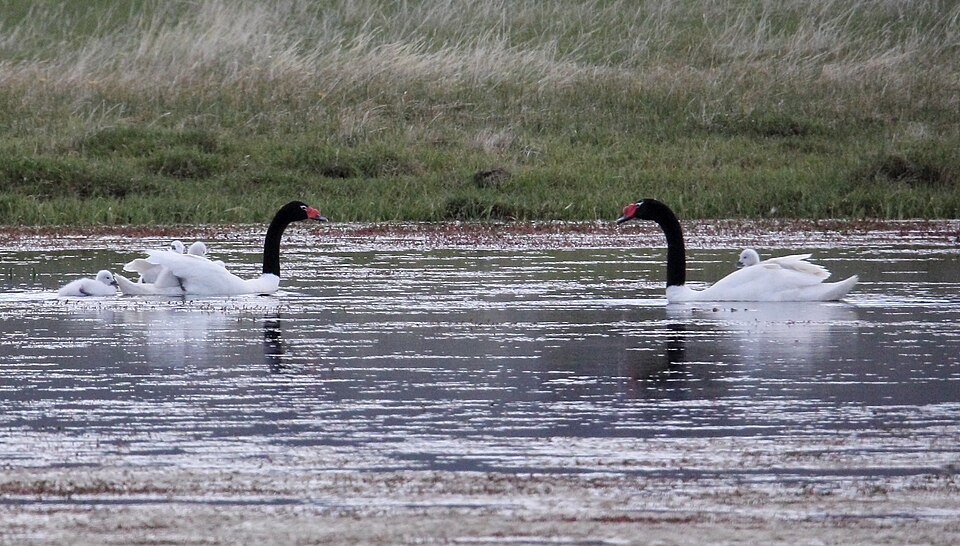 Cisne de cuello negro: otra fotografía