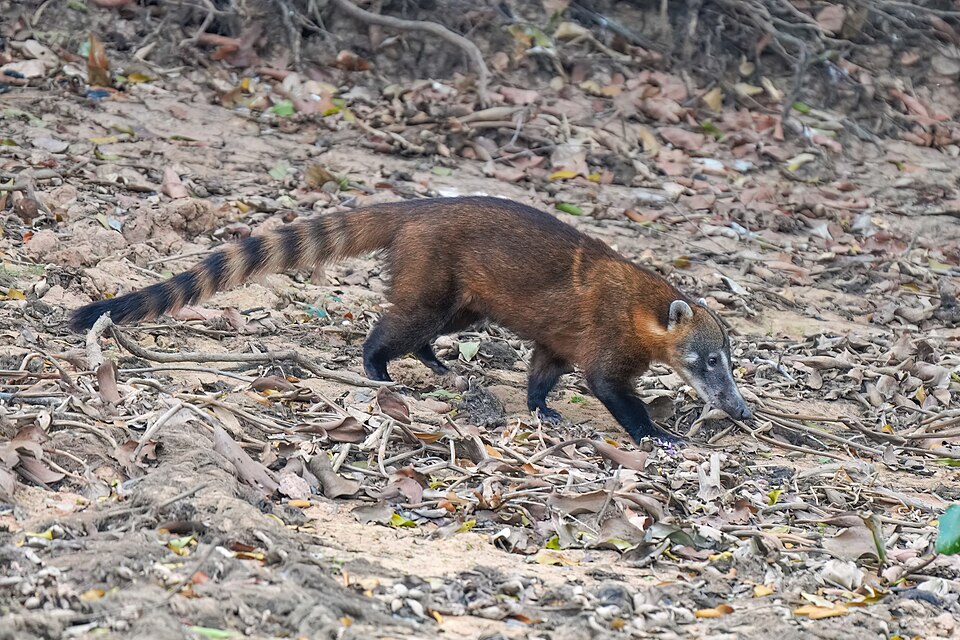 Coatí