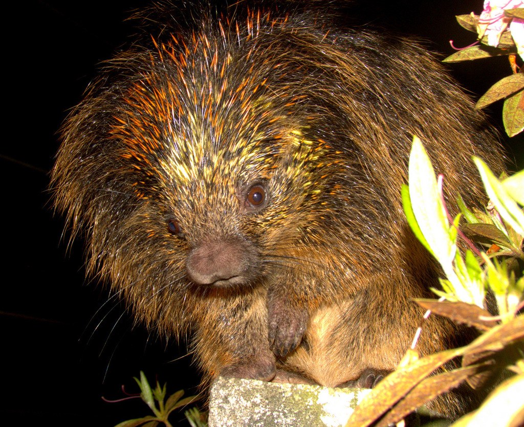 Coendú