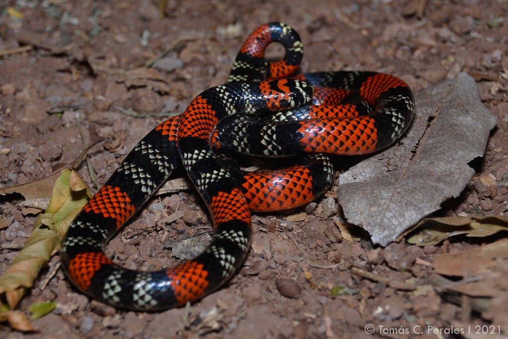 Coral (Micrurus altirostris)