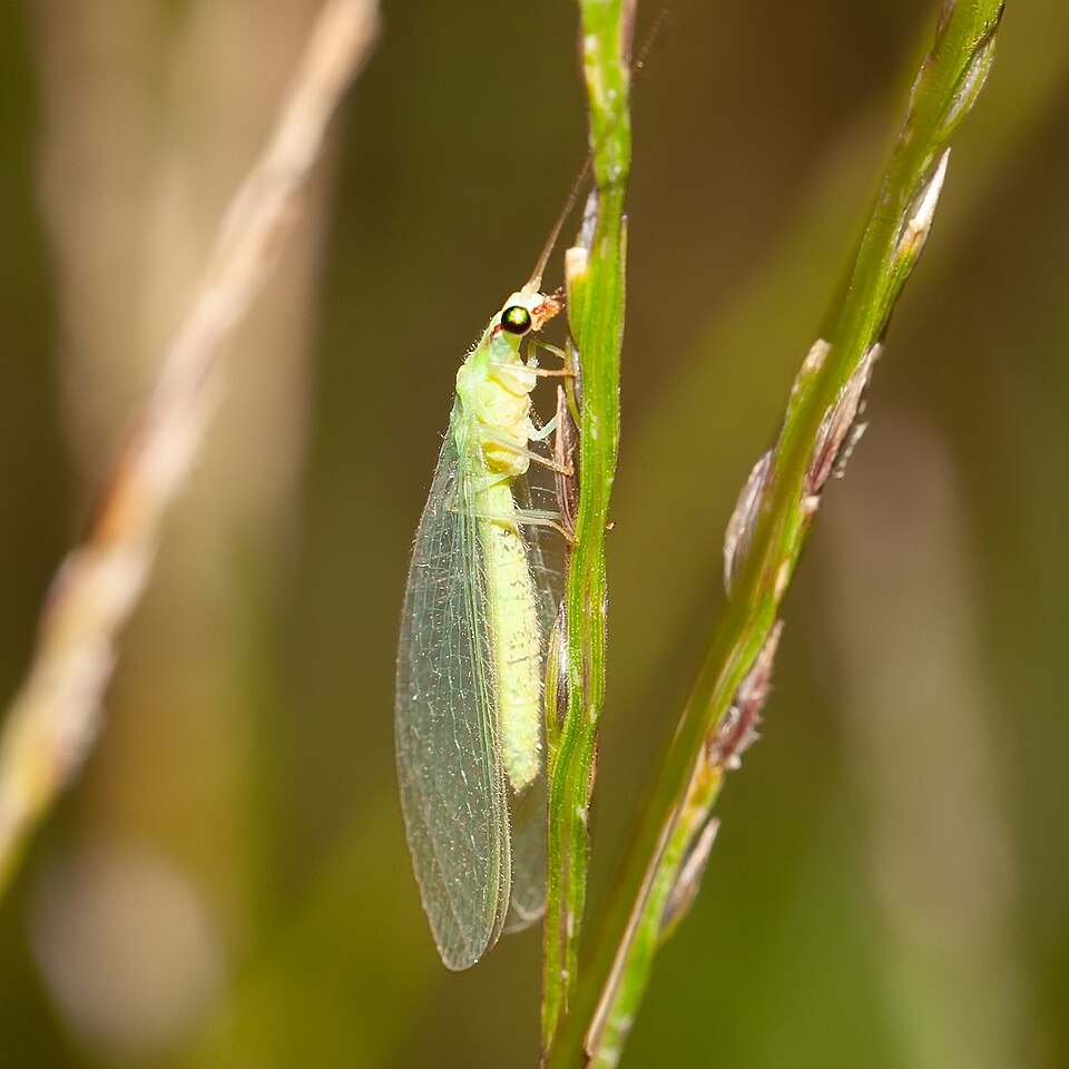Crisopa externa (Chrysoperla externa)