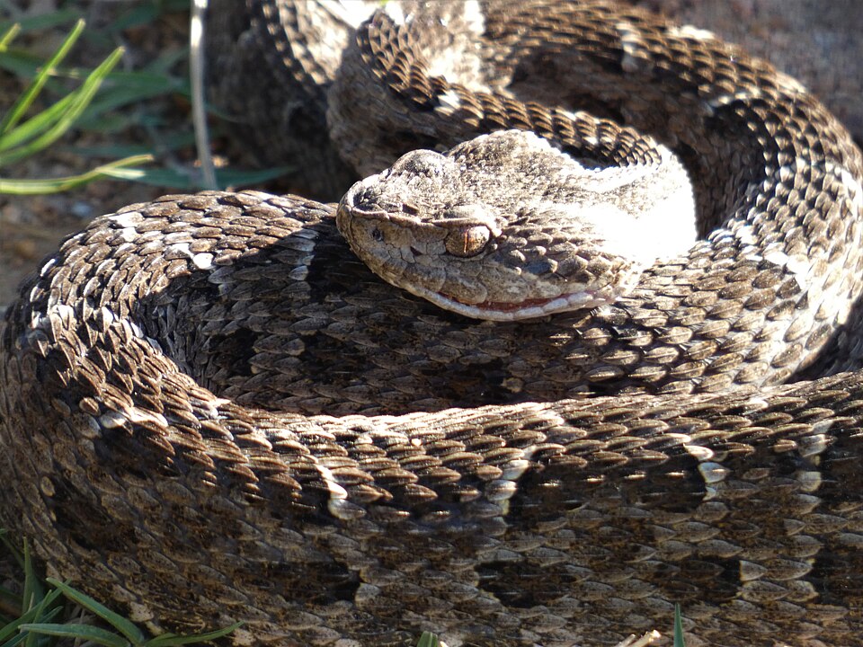 Crucera (Bothrops alternatus)