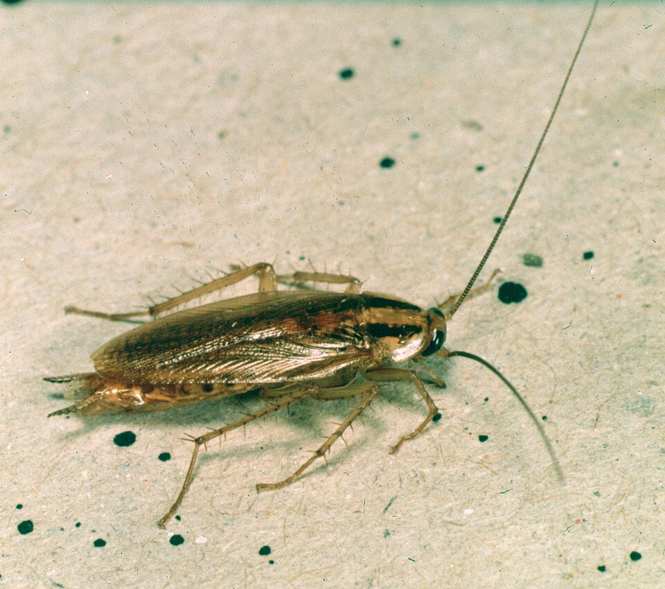 Cucaracha alemana