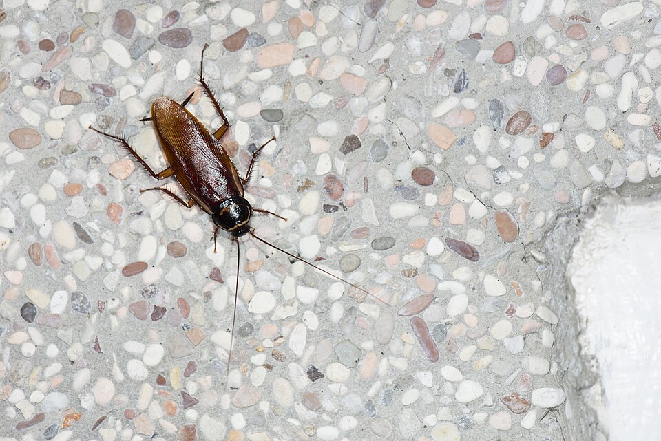 Cucaracha americana
