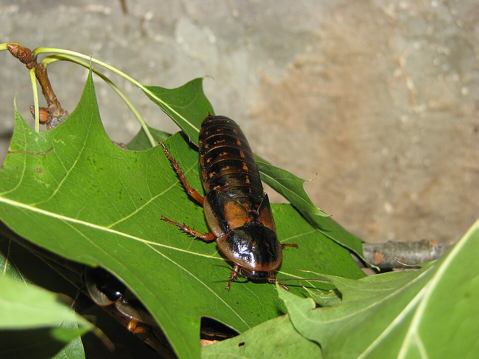 Cucaracha dubia (Blaptica dubia)
