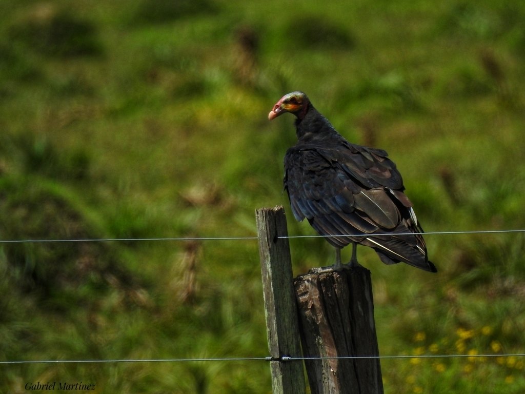 Cuervo de cabeza amarilla (Cathartes burrovianus)