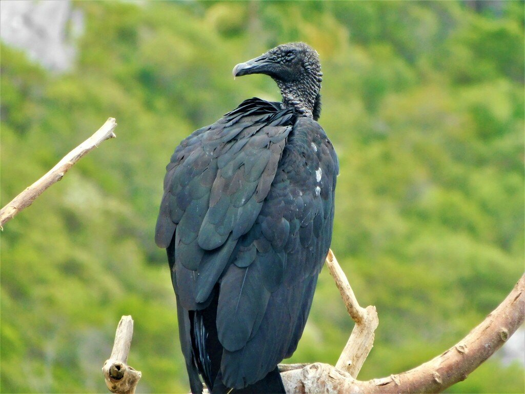 Cuervo de cabeza negra (Coragyps atratus)