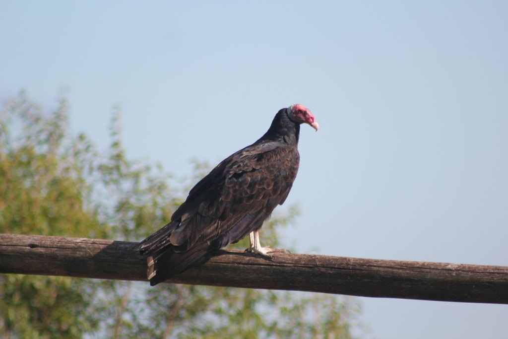 Cuervo de cabeza roja (Cathartes aura)