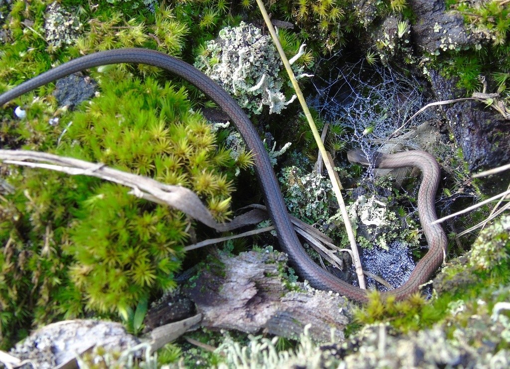 Culebra acintada (Dibernardia poecilopogon)