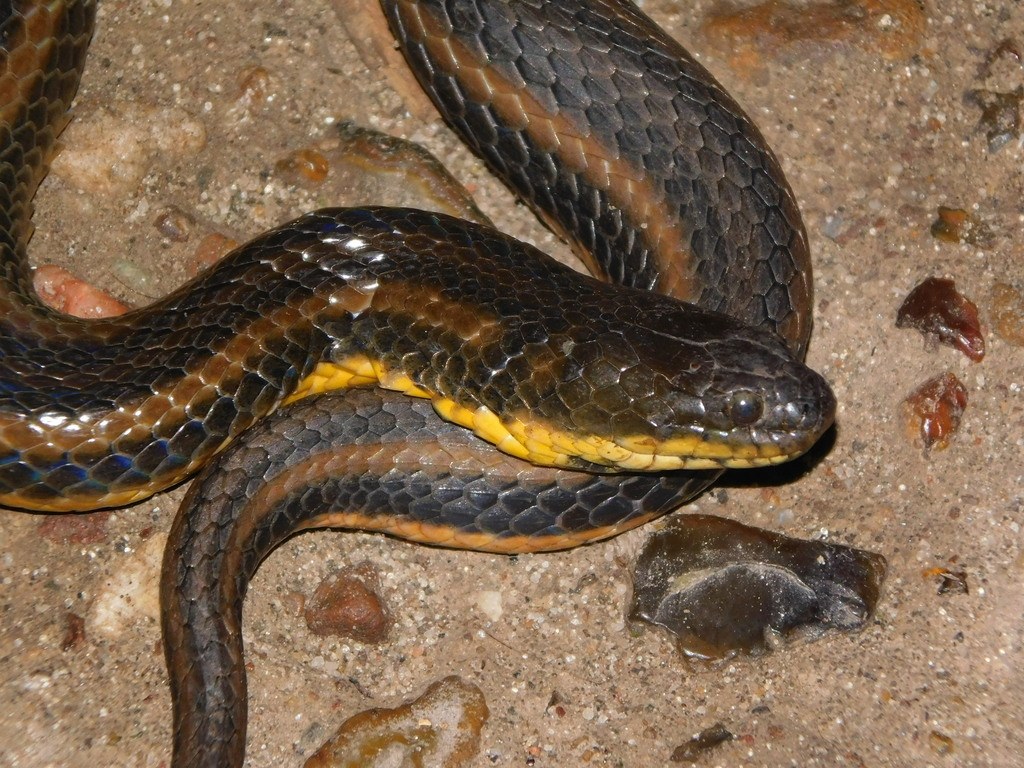 Culebra de agua