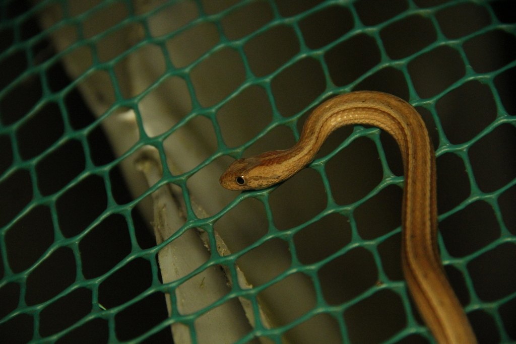 Culebra de la arena