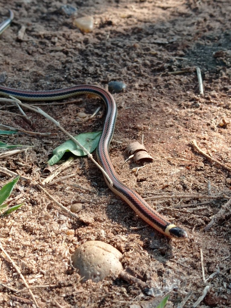 Culebra de collar (Phalotris lemniscatus)
