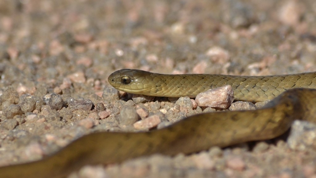 Culebra jaspeada