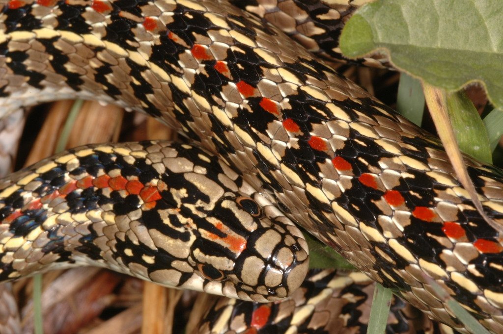 Culebra de líneas amarillas