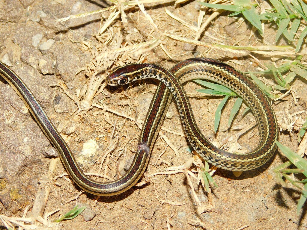 Culebra listada (Lygophis flavifrenatus)